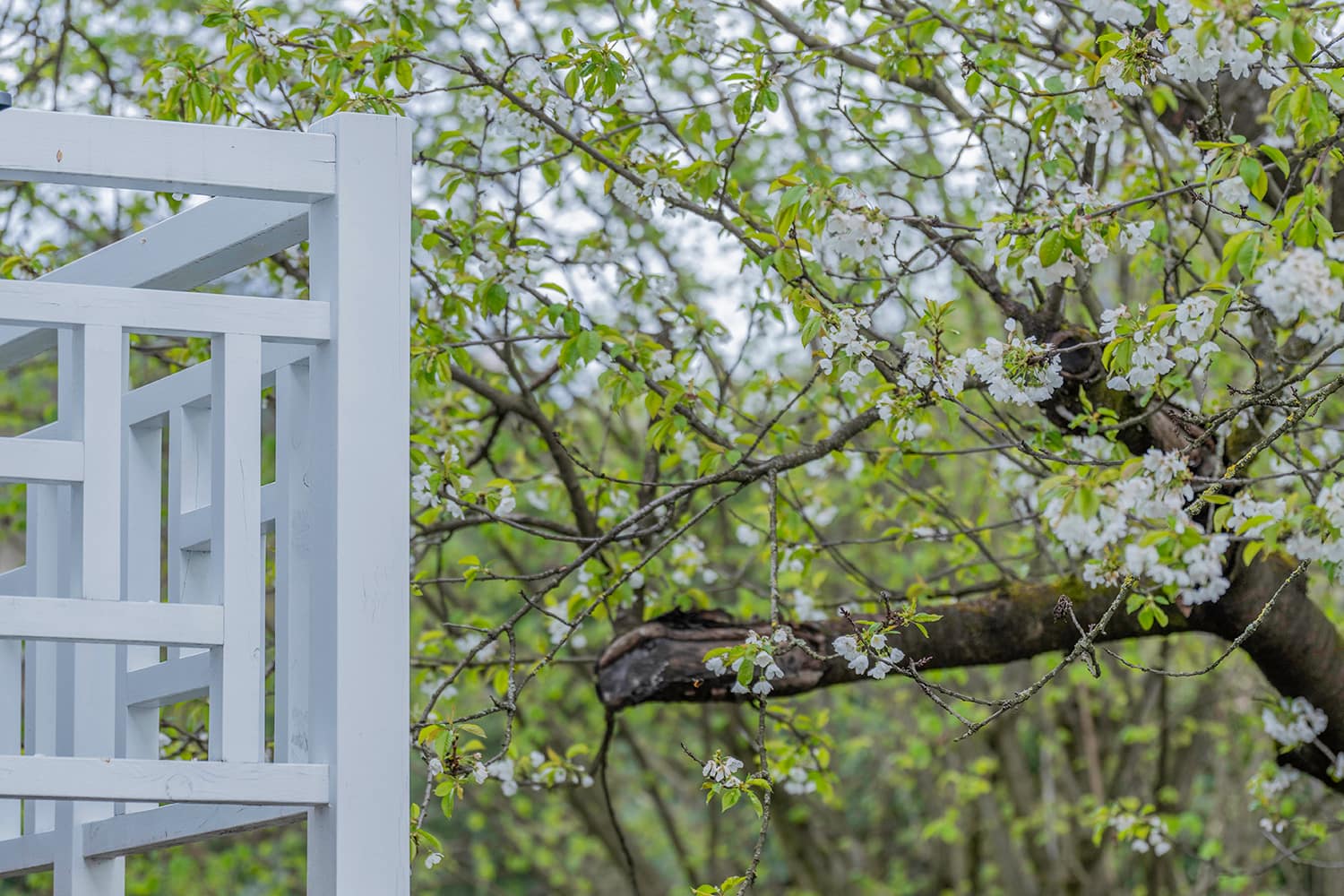 balcon-terrasse-cerisier-extérieur-rénovation-thermique